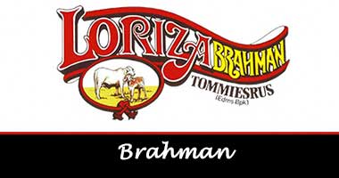 Brahman