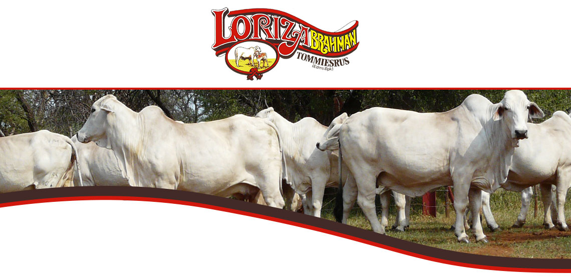 Loriza Brahman - Since 1967