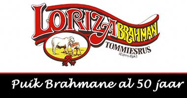 Puik Brahmane al 50 jaar
